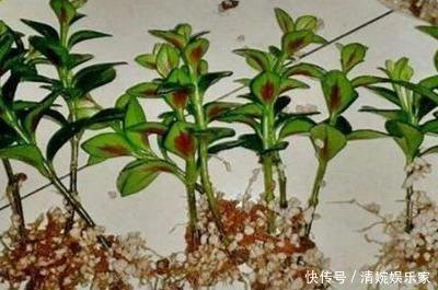 郁郁葱葱|一盆“金鱼”花,掐个枝埋点土,一年长5大盆,开满百条“黄鱼”