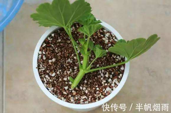 扦插是加点”它“,一天生根,隔天长叶,三天内长出”大白根“!