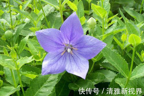 炒菜|饭桌上不常见的野菜,吃过的人是少数,农村人才认识!