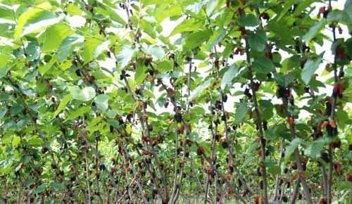 ?一年就能长成大树，果子隔夜坏，市场一斤35元，吃过吗？