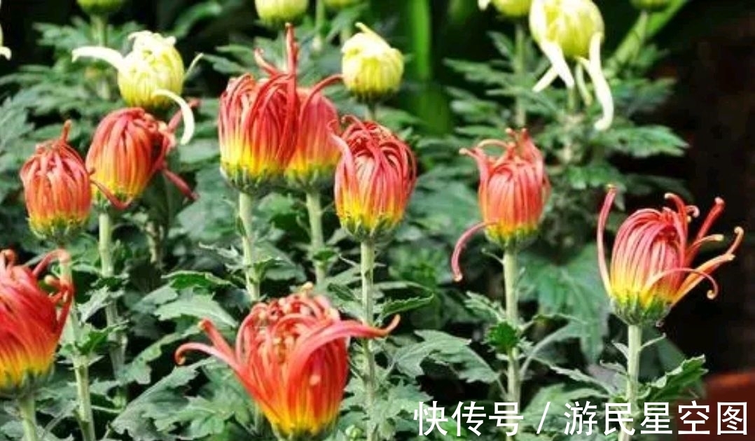 对联!七言上联:闹市菊开铜臭味,邀对下联,并上期30副优秀对联选登