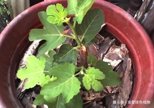 腐叶沙质土|养花不如种“水果”,1根枝条插1盆,一结一大筐,吃都吃不完!