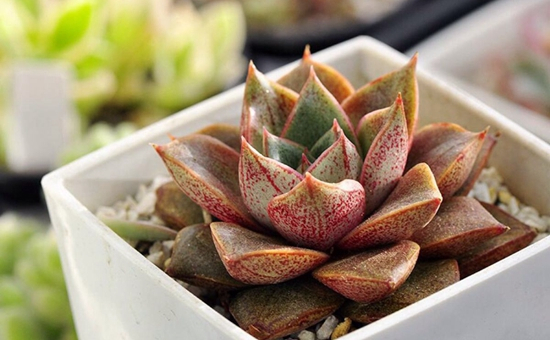 养什么多肉好6种好看好养又不贵的多肉,美成一道风景线!