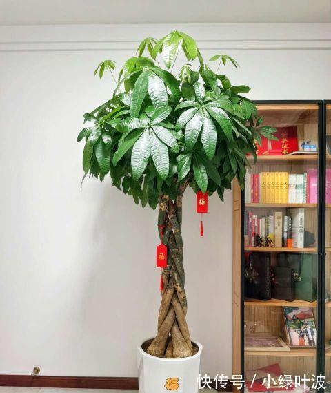 啤酒|橡皮树发财树用它浇一浇，叶子干净闪亮，天热也会蹭蹭长！