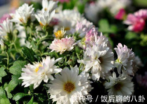 农历9月27日开始，养花养个耐看的，比香水还好闻，四季有花开