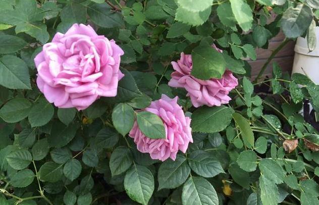 生根|此5种花,花期长又好养,扦插就生根,夏天也一个劲儿的开花