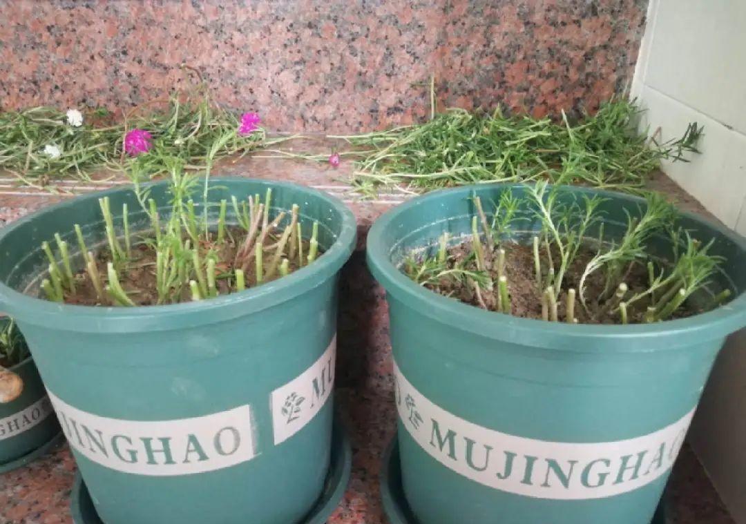 种花|8种花赶紧剃头,剃得越狠,开花越多