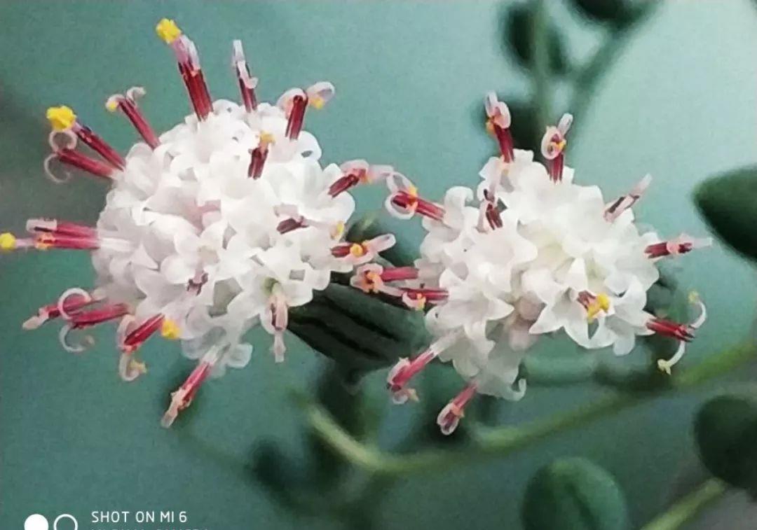 家里养盆它,挂窗边垂下2米绿窗帘,一开花更美!