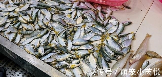 鳜鱼|营养极高的“5种鱼”，由于个小被嫌弃，内行人却常吃