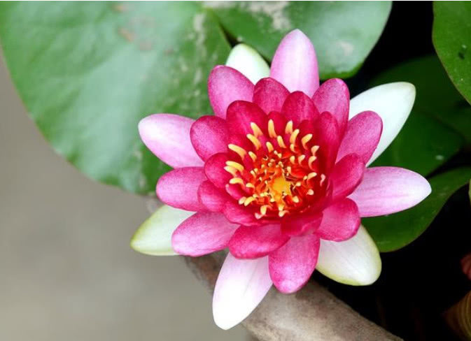 城里人都爱养“它”,遇水就活,比玫瑰还好看,开花爆盆满屋香!