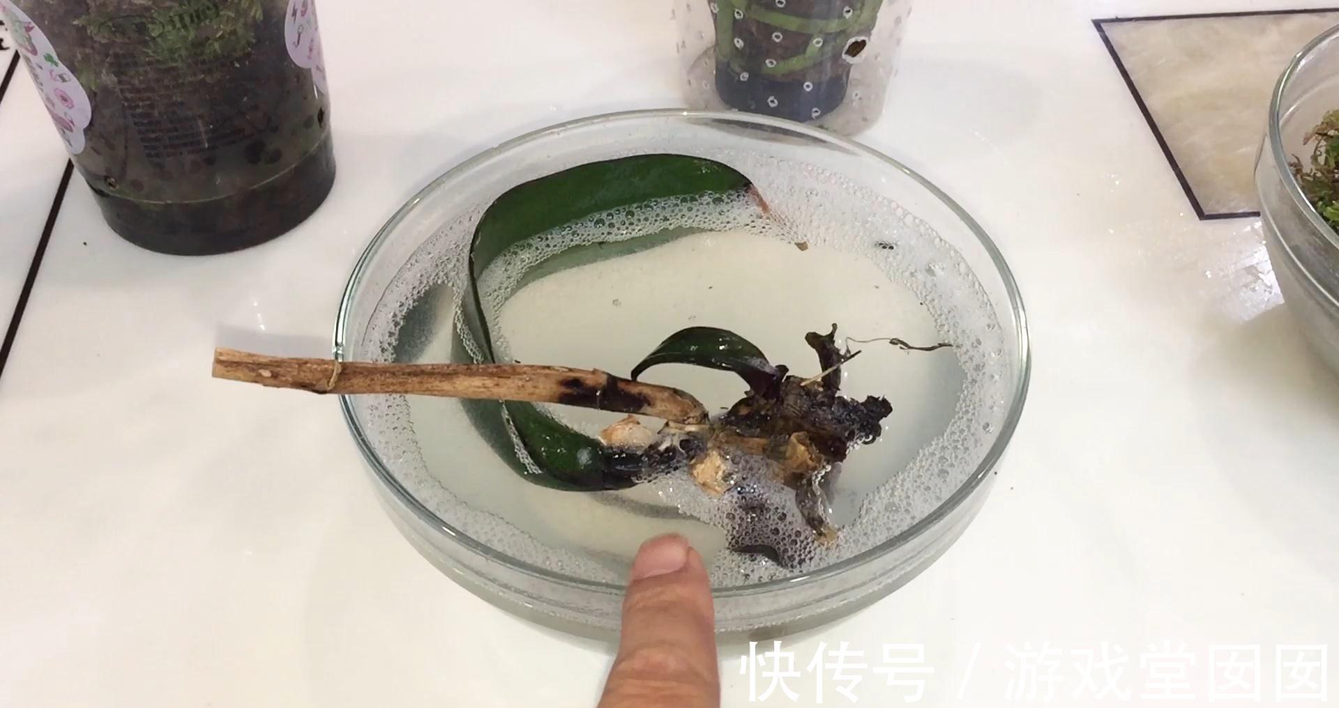 大蒜小米辣养兰花,杀虫杀菌,刺激根部生长,救烂根蝴蝶兰