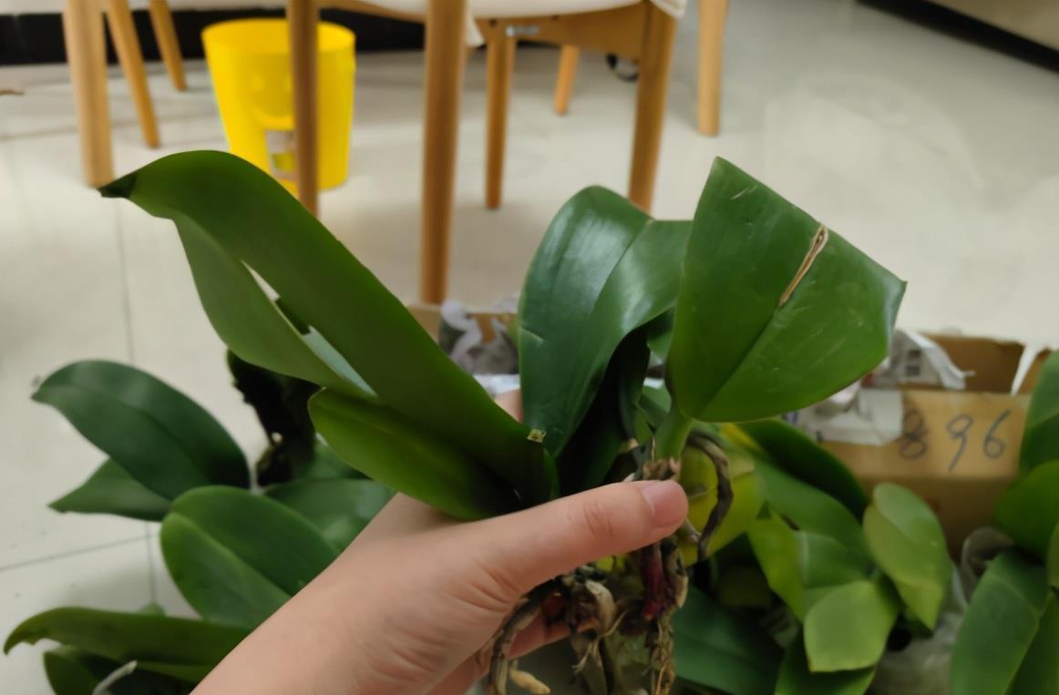 春季蝴蝶兰花期结束,垃圾桶边多转转,捡到救一救,救活就是赚到