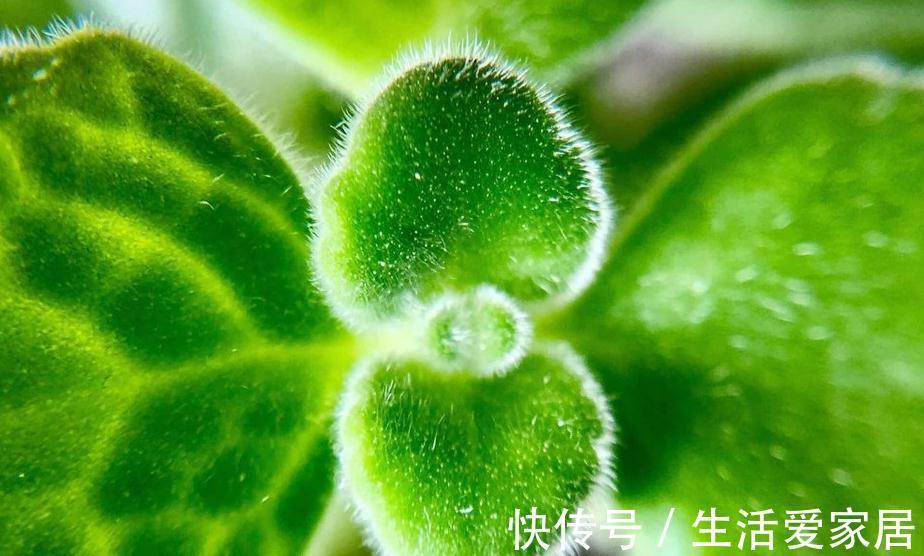 此种植物一碰一身香，不仅能驱蚊虫还能吃，聪明人都在养