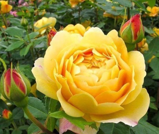 4种高颜值花,就像开花机器,花美还香味扑鼻让人“痴迷”