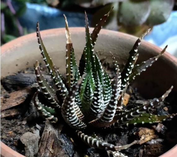 养多肉不会选盆？3个方法，教你一次选对花盆