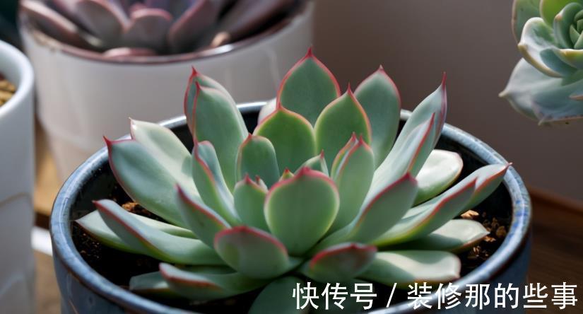 生命力|这3种普货多肉漂亮好活,堪称新人入坑的首选!
