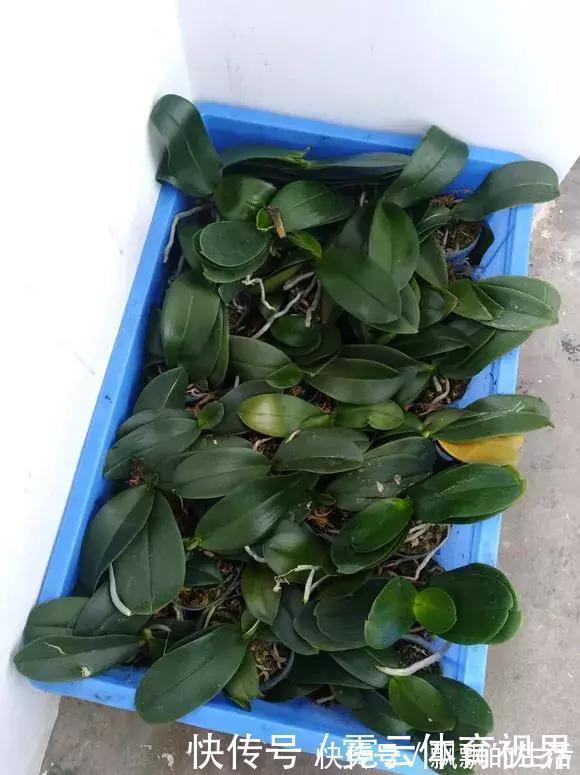 回家|垃圾桶里一堆“贵货”花,丢人也要捡,带回家就开花