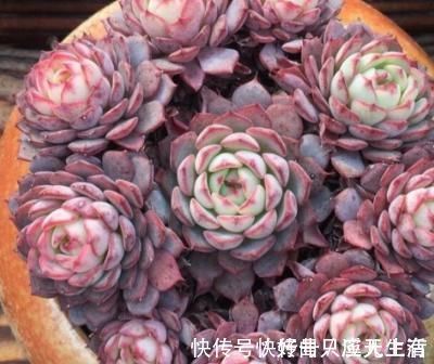 爆盆|为何别人的肉肉轻松就爆盆,原来他们种了这种会生“宝宝”的多肉