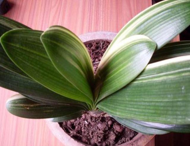 养殖君子兰盆栽，想要叶绿根茎粗得''喂点它''，在家就能自制