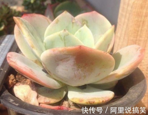 精挑细选32种多肉植物，1分钟掌握养护技巧，非常实用