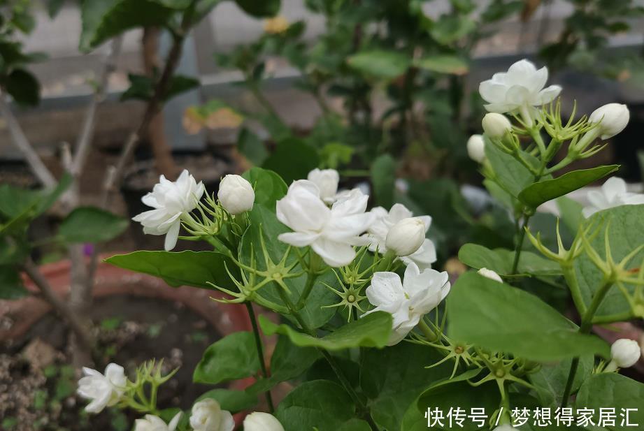  肥料|11月茉莉停止生长，记住“3不能”，让它安稳过冬，长芽就开花！