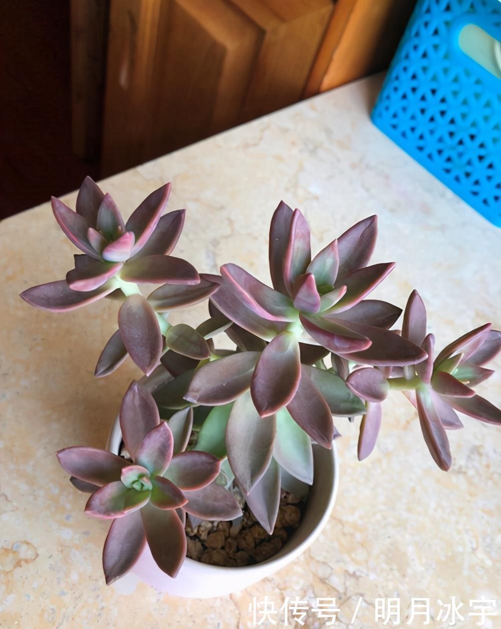 王玉珠|简介千佛手、十字星锦、铭月、筒叶花月、若歌诗、神童