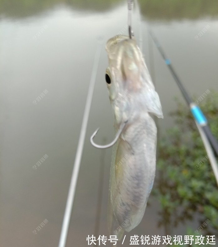 子线|钓鱼中鱼率低?与事俱进懂不!不看看你还想继续空军吗?