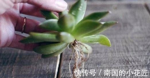 植物|多肉植物养不活，扔水池里3天，自己生根长叶，原来还能这么养