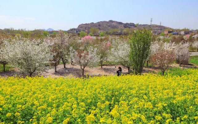 实拍，实拍，4月3日狼牙山万亩花海实拍来啦！