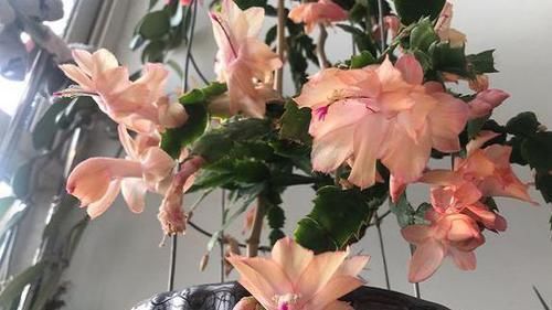 养护|蟹爪兰哗哗掉叶子,避开2个“坑”,蹭蹭冒新叶,一年开花好几茬