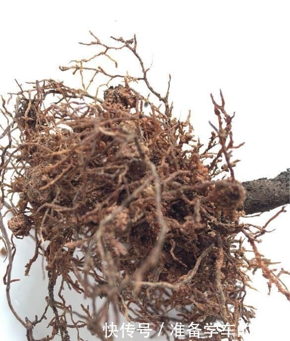 浅种|茶花用什么盆种好把握好两个“浅”字,成活有保证,叶片不发黄!