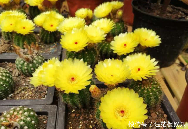 沙漠玫瑰沙漠玫瑰|“3种花”最适合懒人养,1个月不浇水,越长越旺,开出漂亮的花朵