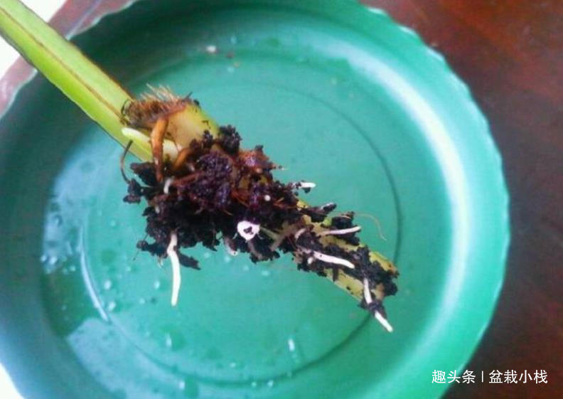 绿萝虎皮兰，有生长“小机关”，打开后叶子绿油油，生长猛