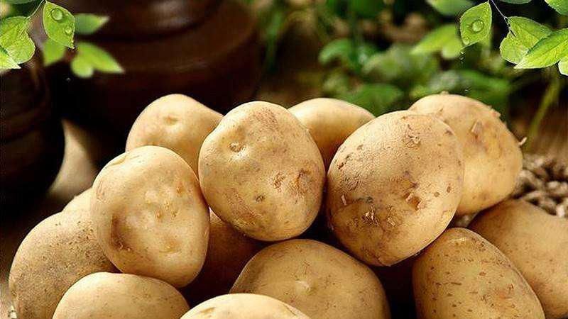 世界|土豆——世界上最成功的植物之一，没有它可能就没有人类文明！