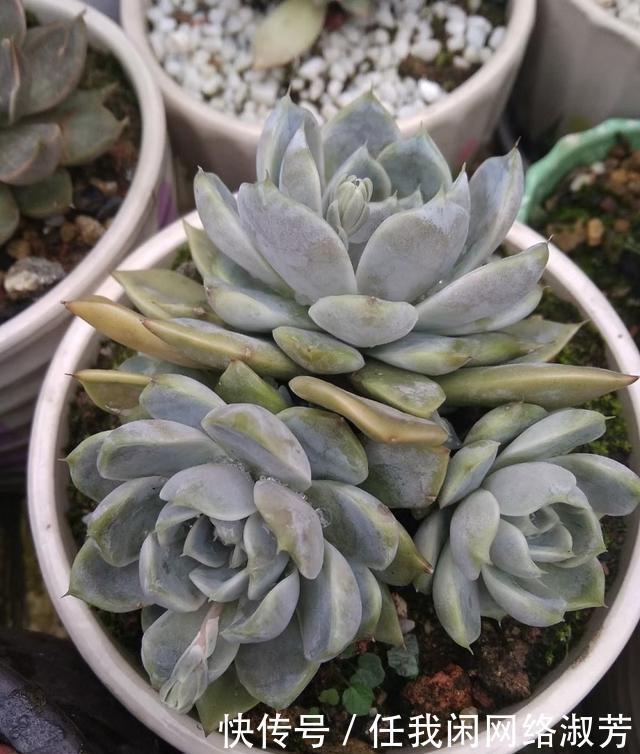 养多肉,不讲究,风风雨雨,依然安好