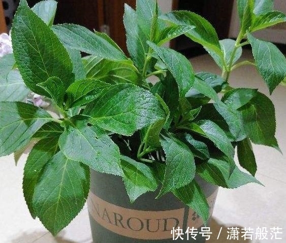 爱花养花,天冷打理就不能忽视这些因素,不然一盆不剩