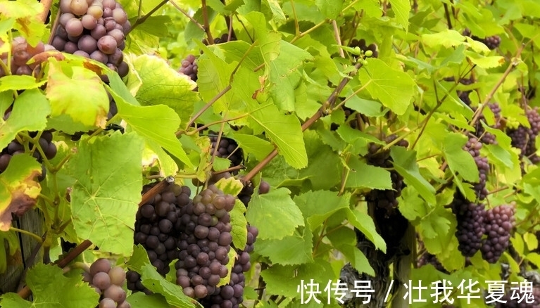 老话：家里养三树，幸福又富足，不是迷信，是过来人的经验