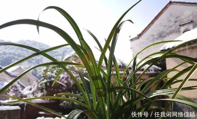 冬天养兰花,盆土结冰的怎么办两个操作一个必须