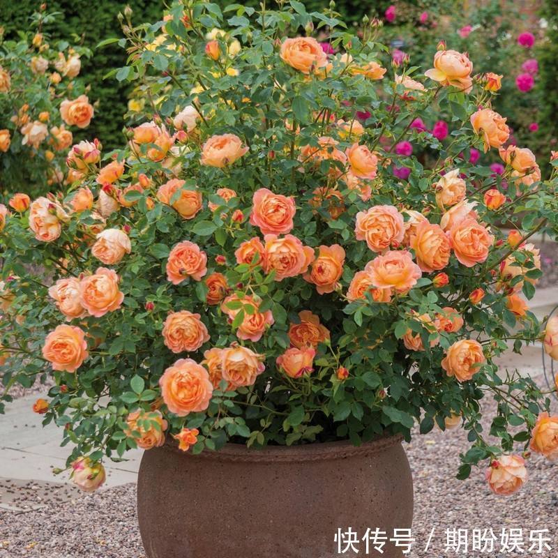 此花花朵硕大，花期长，花量大，花味幽香，适合养护