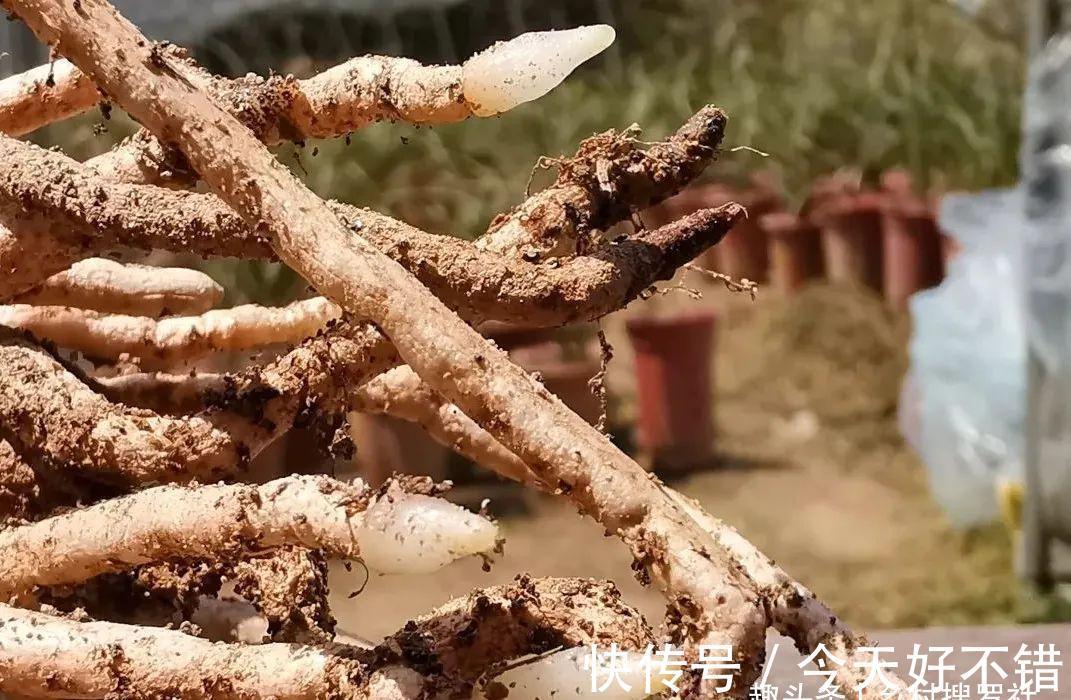 怎样让兰花不烂根?其实并不难,按照本文操作,我的兰花从不烂根