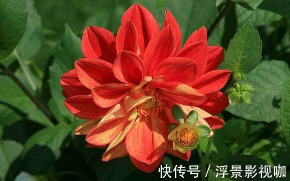 花色|喜欢养菊,不如养一盆“小丽菊”,花色艳丽,植株低矮室内盆栽养