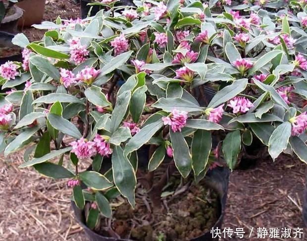 花卉|比“香水”还要好闻的这2种花,家里养一盆,满屋“香喷喷”