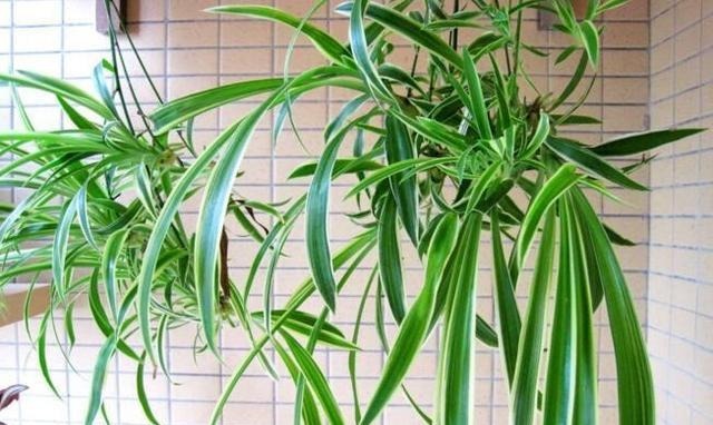 李大姐养吊兰,专用“土法”养,养出“白玉”根,叶还宽!