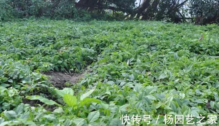 药用价值|在农村被称为药王的野草，看着普通，其实大有用处