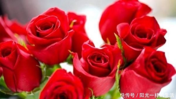 花色|喜欢牡丹,不妨试试“高端玫瑰”卡罗拉,花开红艳似火,美艳优雅