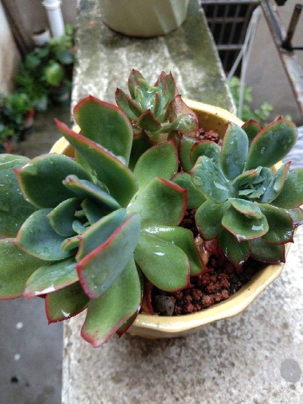 叶片|多肉到了秋天,不注意4个“必须”,今年难出好状态