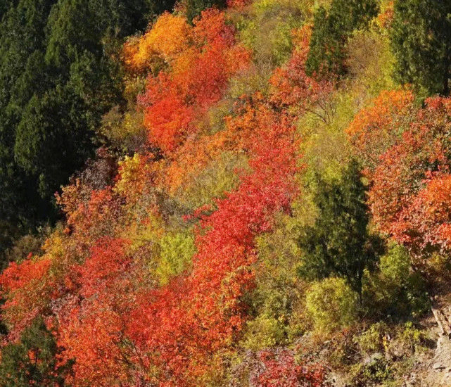 红叶|每年10~11月必去的红叶观赏圣地，去晚了可就没了！