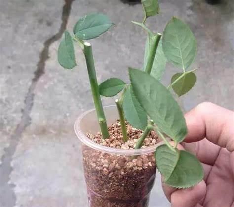  方法|过年都爱摆几盆长寿花，学会5种“扦插”方法，长寿花一盆变多盆