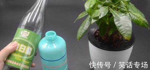 喷壶|不管多难养的花,浇水时加点它,不黄叶还不烂根,比花肥还好用