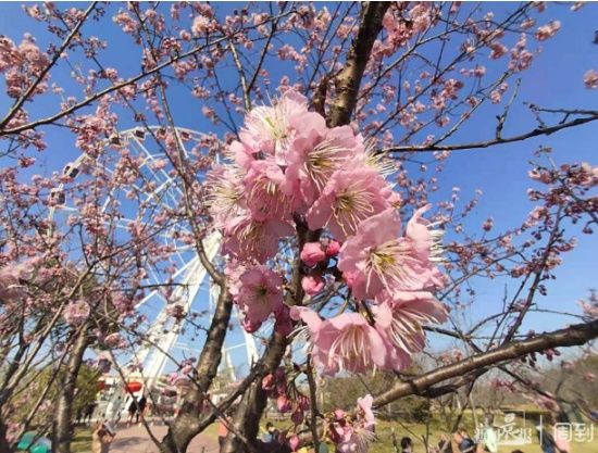 阳光和煦，宝山这里花开得正好，朋友圈刷屏预定